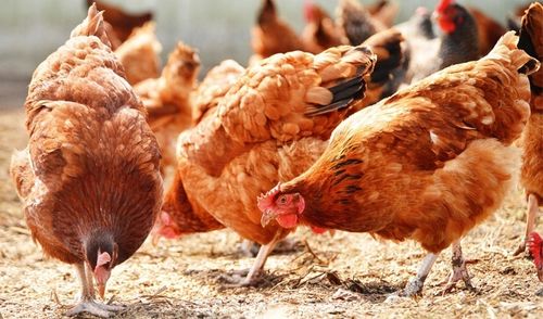 Karma dla kur Kampol Kokoszka Babuni KB 20kg na Arena.pl