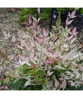 NANDINA Twillight bajeczny bambus - sadzonki 10 / 20 cm