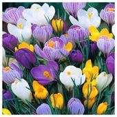 KROKUS MIX KOLORÓW cebulki 100 szt. + GRATIS