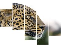 OBRAZ DZIKI KOT LAMPART