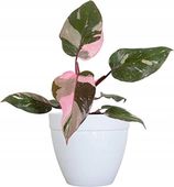 PHILODENDRON 'Pink Princess Marble' Filodendron różowy