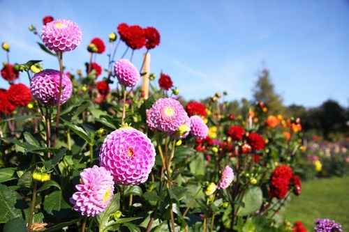 OBORNIK Granulowany Nawóz do Roślin Warzyw Jesienny Wiosenny 40L na Arena.pl