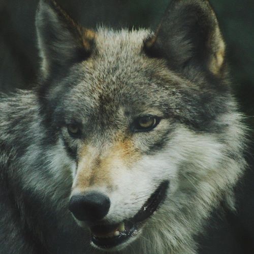 Deco Panel, Szary wilk 120x80 na Arena.pl