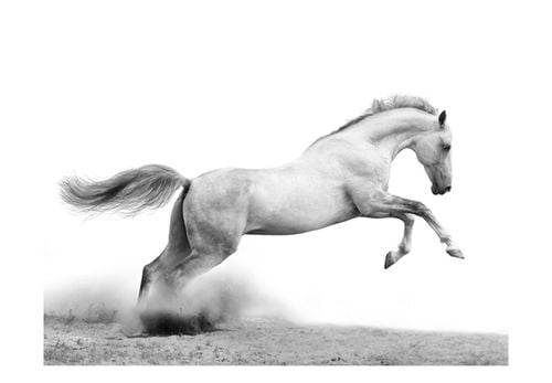 Fototapeta - White gallop 400x309 na Arena.pl