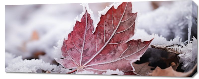 Obraz 100x40cm Liść u Kresu Jesieni zdjęcie 1