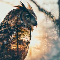 Plakat 70x70cm Sowi Duch