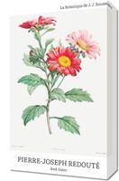 Obraz 30x50cm Design Red Aster, Redoute Vintage do Salonu