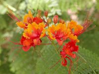 BREZYLKA NADOBNA Caesalpinia Pulcherrima NASIONA 60 sztuk - 10g.