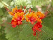 BREZYLKA NADOBNA Caesalpinia Pulcherrima NASIONA 60 sztuk - 10g.