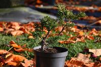 Jałowiec chiński Shimpaku - Juniperus chinensis 0039