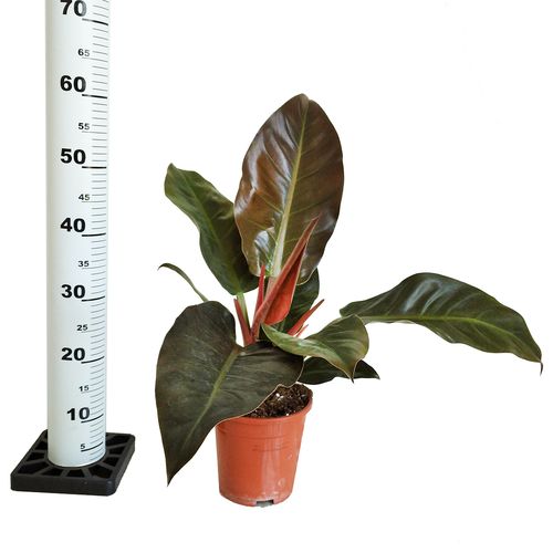 FILODENDRON IMPERIAL RED 55cm na Arena.pl
