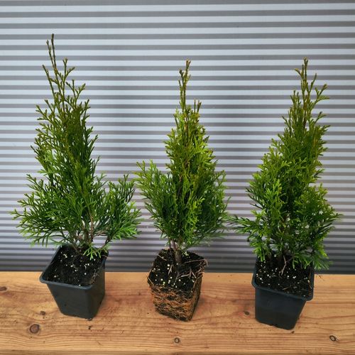 Thuja SMARAGD Żywotnik Tuja Szmaragd Na żywopłot Sadzonki w doniczakch P9 na Arena.pl