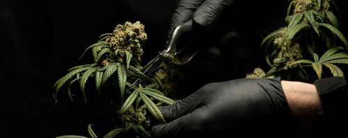 OLEJEK KONOPNY CBD 10% | FULL SPECTRUM | DLA ZWIERZĄT| ŁOSOŚ | DLA PSA KOTA na Arena.pl