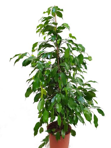 FIKUS Benjamina EXOTICA 135 cm na Arena.pl