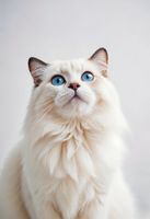 DOLINA NOTECI Premium Karma mokra dla kota Mix Smaków 12 x 400g bezzbożowa