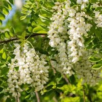 Robinia akacjowa Miododajna Grochodrzew Akacja Sadzonki w doniczkach 1L