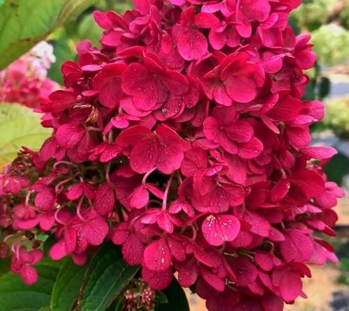 HORTENSJA bukietowa FRAISE MELBA INTENSYWNA CZERWIEŃ DUŻA XXL sadz. C2 na Arena.pl