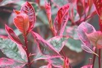 GŁOGOWNIK - sadzonki 20 / 30 cm