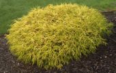 P9 CYPRYSIK CZAMAECYPARIS FILIFERA AUREA NANA
