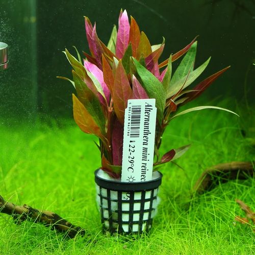 Alternanthera Reineckii Mini Rośliny do akwarium na Arena.pl