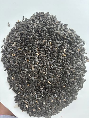 Słonecznik czarny 14 kg karma dla papug ziarno dla ptaków GRTIS kula tluszc na Arena.pl