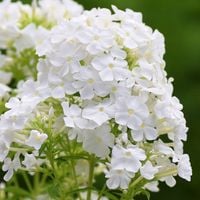 Floks wiechowaty 'Rembrandt' (Phlox paniculata) Biały Płomyk Doniczka
