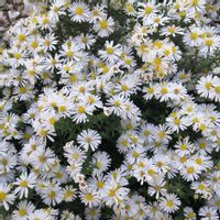 product-compare-56985113