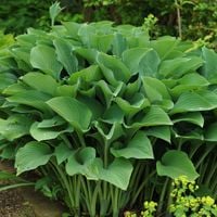 Funkia Hosta 'Krossa Regal' Duża Odmiana Ogromne Liście Doniczka 5.0L