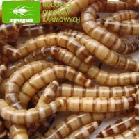 Drewnojady, drewnojad 1000 ml + legalna wysyłka