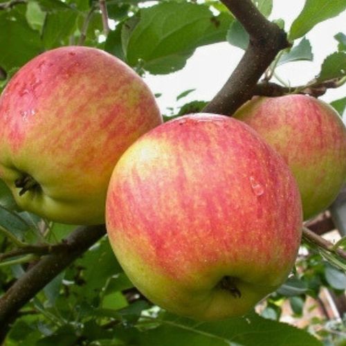 SADZONKI DRZEWKA OWOCOWE JABŁOŃ KOKSA POMARAŃCZOWA O SMAKU GRUSZKI na Arena.pl