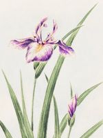 Plakat 60x80cm Hana–Strobel, Morikaga Japoński Vintage