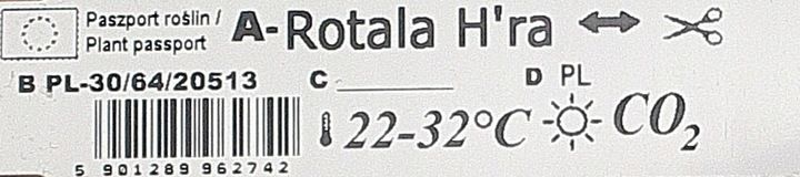 Rośliny do akwarium Rotala H'Ra PIĘKNA RARYTAS zdjęcie 4