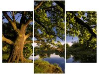 70 90CM OBRAZ 3 ELEM DĄB STAROPOLSKI ŚCIENNY PŁÓTNO