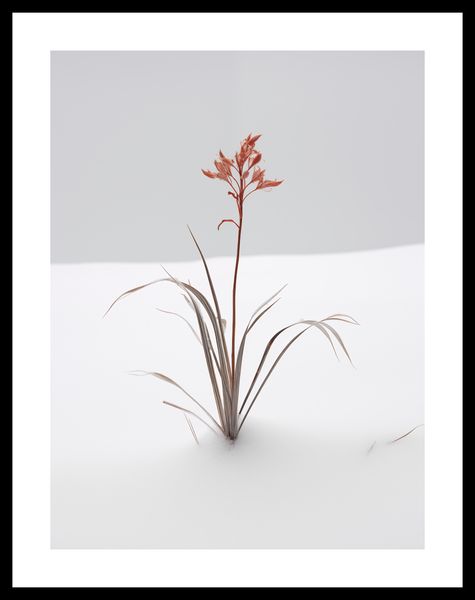 Plakat 30x40cm Subtelność Natury zdjęcie 3