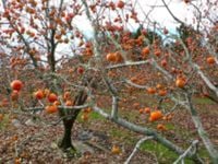 HURMA AMERYKAŃSKA Diospyros Kaki - sadzonki w doniczkach