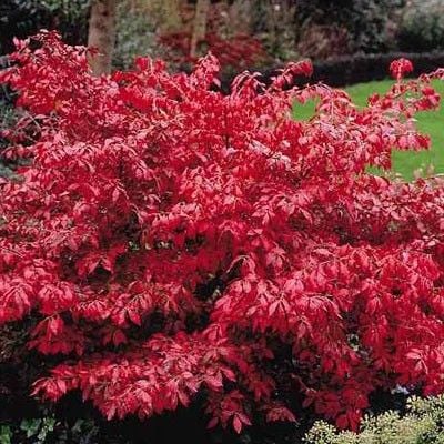 Trzmielina oskrzydlona P9 na Arena.pl