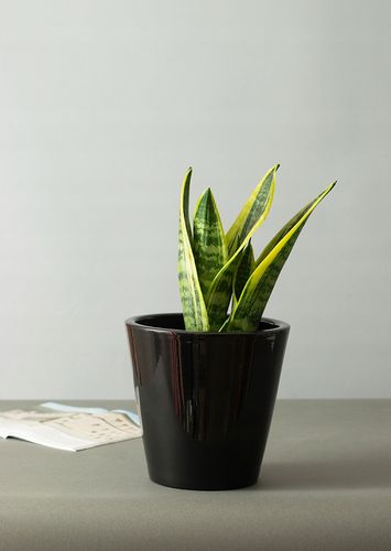 DONICA SOFIA ceramiczna czarny połysk śr. 19cm na Arena.pl
