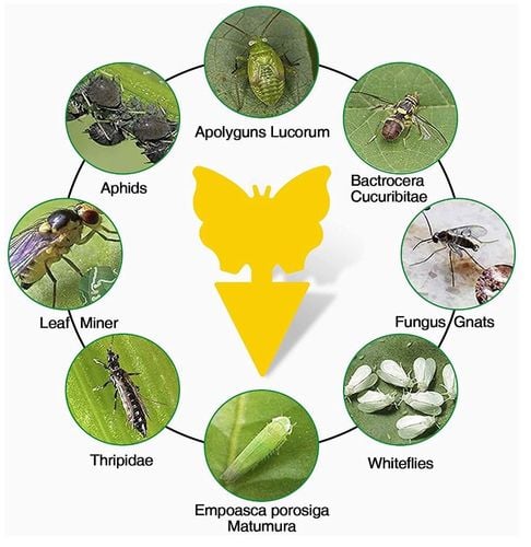 Lepka pułapka na muchy komary dwustronny Mafiti 40 na Arena.pl
