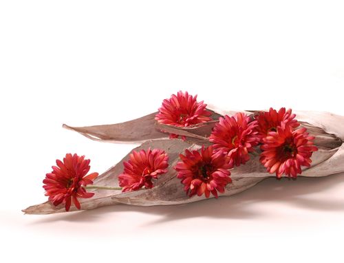 Gerbera gałązka flokowana na Arena.pl