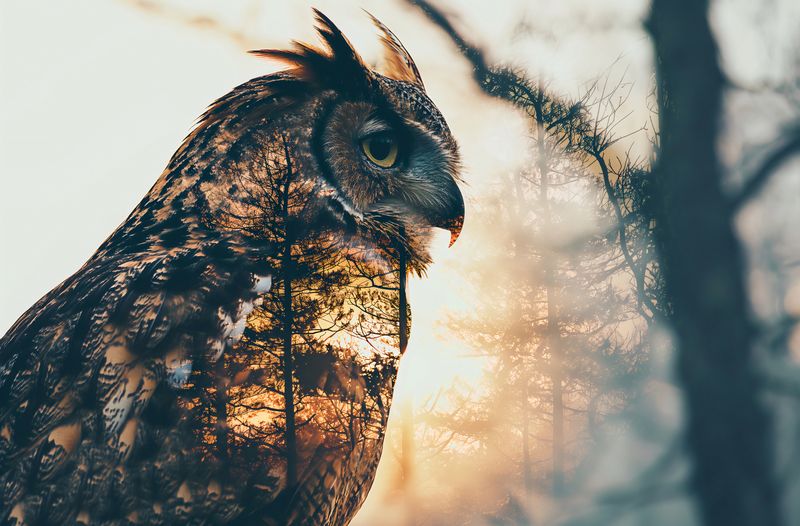 Plakat 86,4x56,8cm Sowi Duch zdjęcie 1