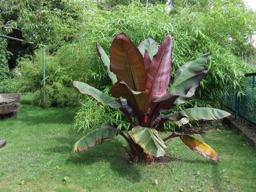 Bananowiec ensete Abisyński Maurelli C1.5 na Arena.pl