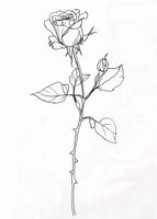 Plakat 39,5x55cm Kontur Róży