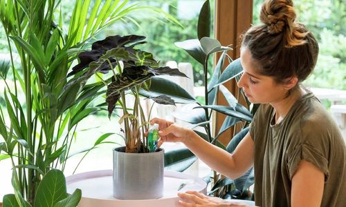 Nawóz Odżywka do Roślin Domowych 10x30ml Aplikator Compo na Arena.pl