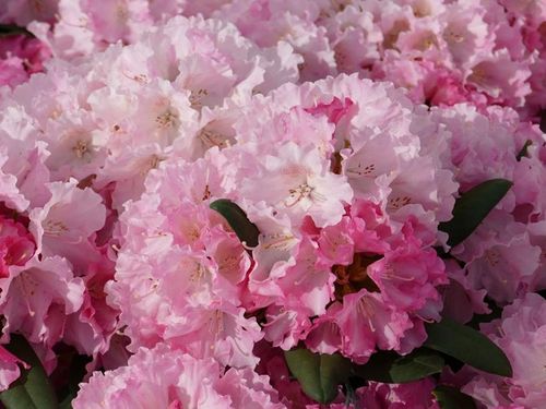 Różanecznik Hachmann's Marlis C4 na Arena.pl