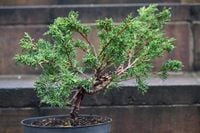 Jałowiec chiński Shimpaku -Juniperus chinensis 0059