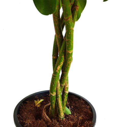 SZEFLERA NORA 90 cm na Arena.pl