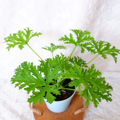 GERANIUM ANGINKA Pelargonium graveolens don.13cm na Arena.pl