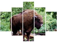 70 100CM OBRAZ 5 ELEM ŻUBR TRAWIE PUSZCZY DRUK PŁÓTNO