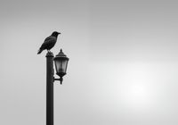 Plakat 100x70cm Samotny Postój Kruka