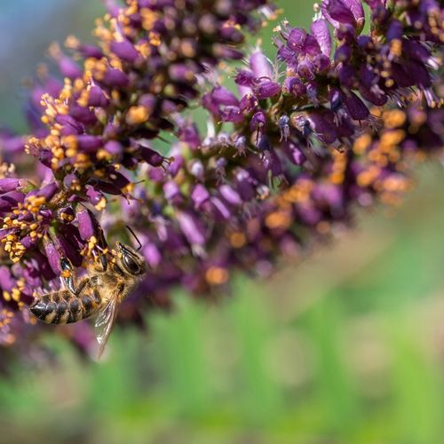 AMORFA krzewiasta Indygowiec Miododajny Do 80kg/ha Sadzonki w doniczkach 1L na Arena.pl